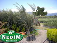 Nedim Fidancılık