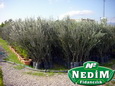 Nedim Fidancılık