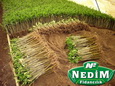 Nedim Fidancılık