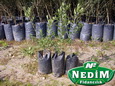Nedim Fidancılık