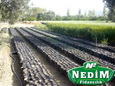 Nedim Fidancılık