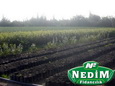 Nedim Fidancılık