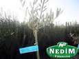 Nedim Fidancılık