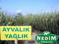 Nedim Fidancılık